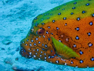 Yellow Boxfish - Female