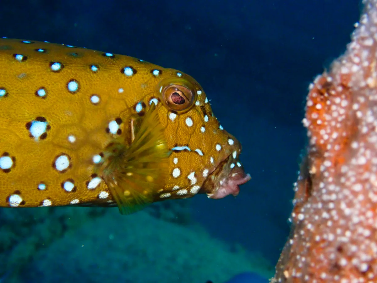Yellow Boxfish - Female