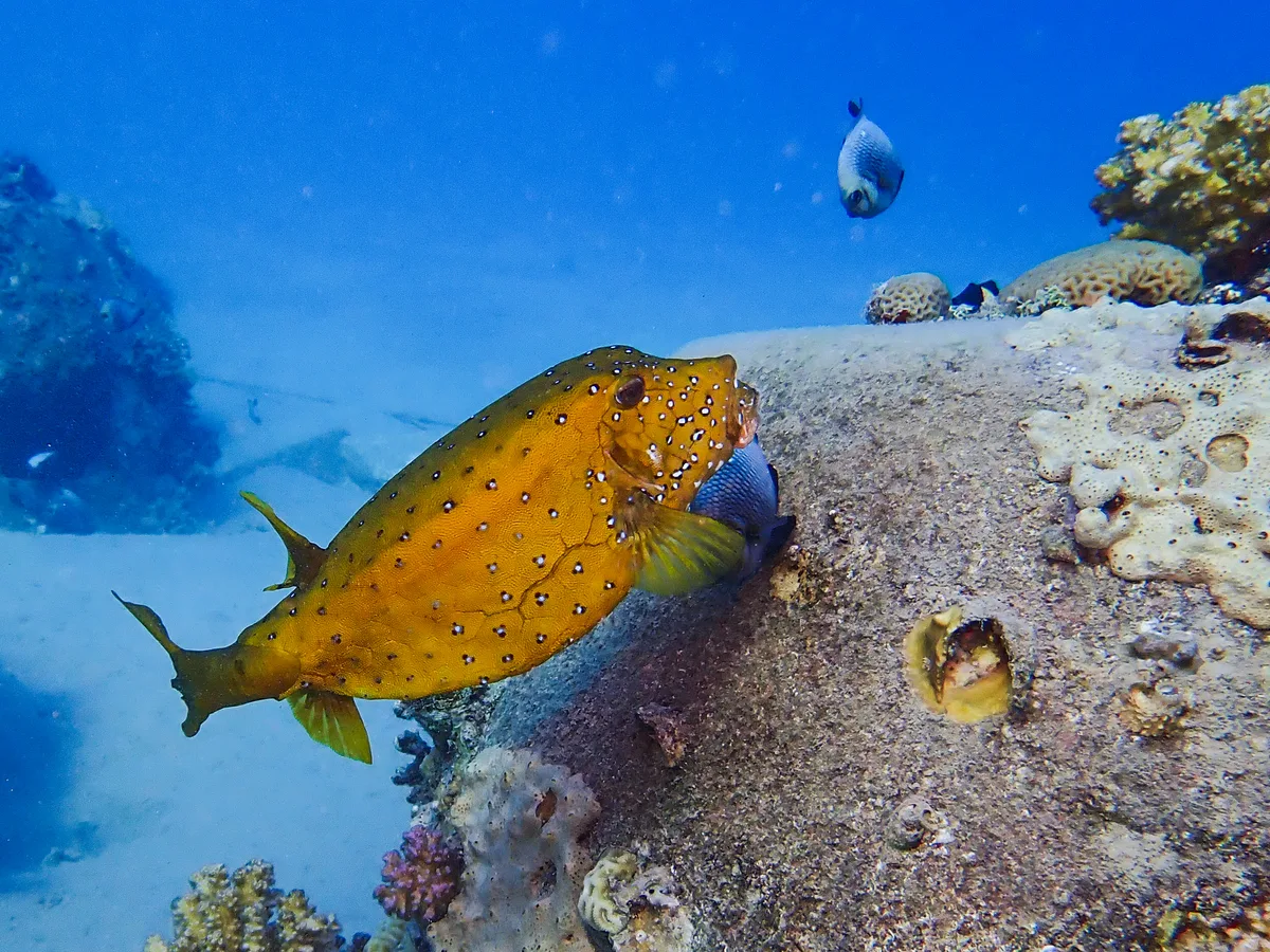 Yellow Boxfish