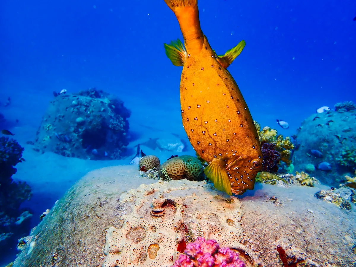 Yellow Boxfish