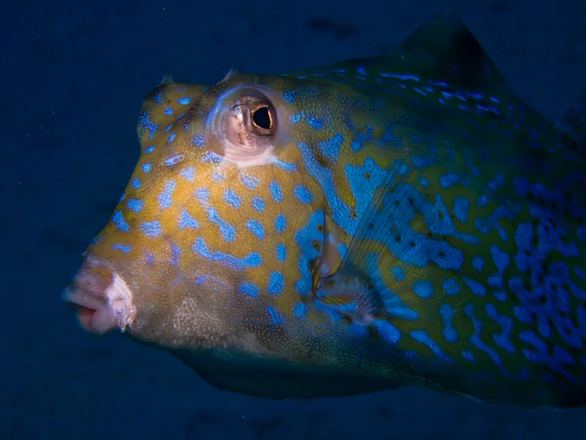 Yellow Boxfish