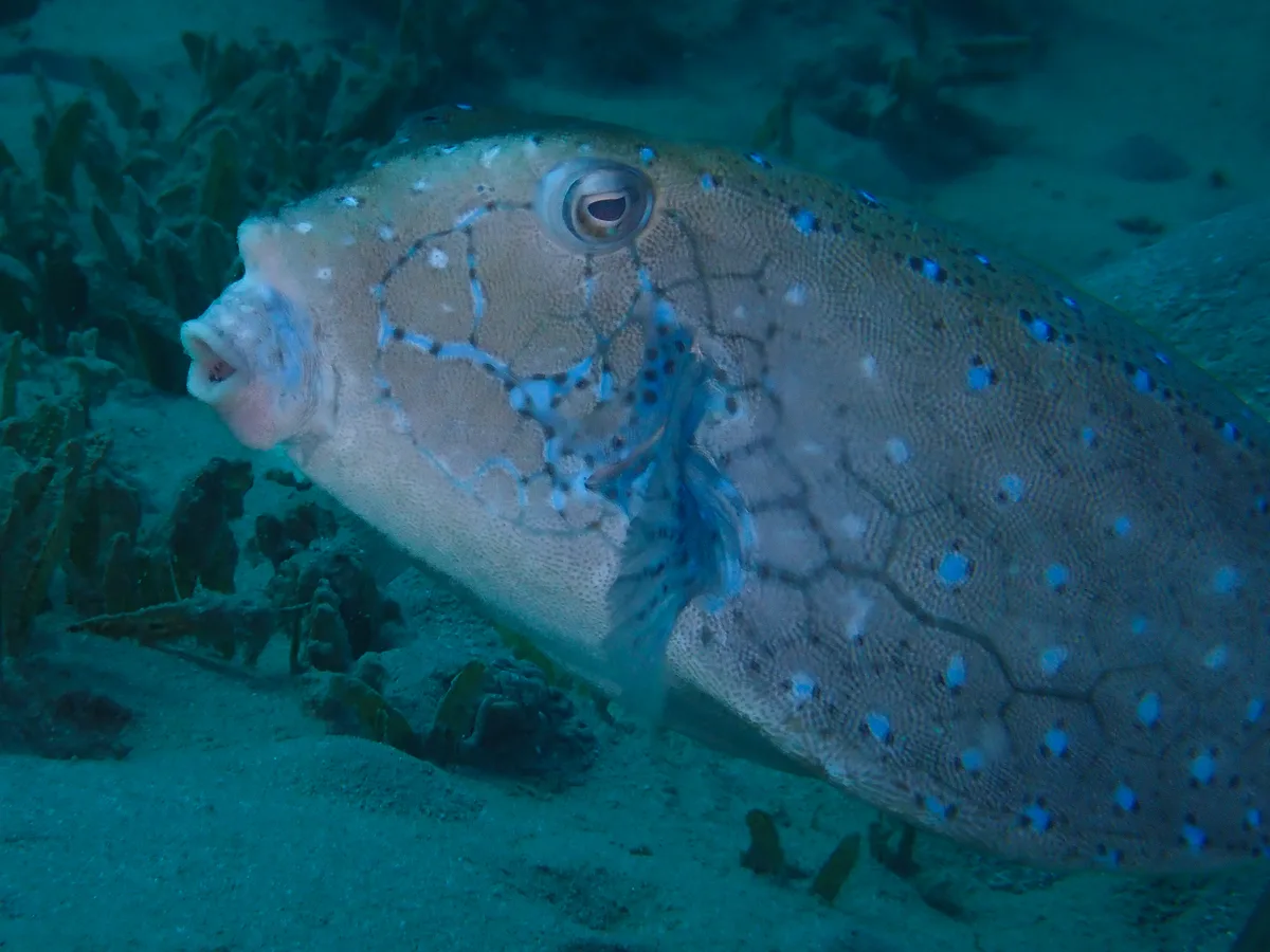 Yellow Boxfish - Male