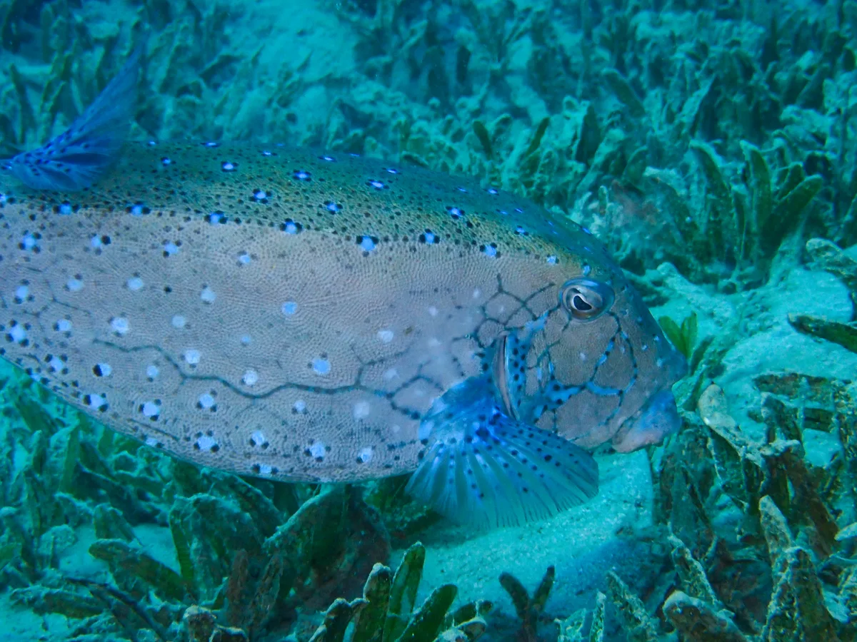 Yellow Boxfish - Male