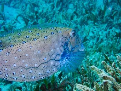 Yellow Boxfish - Male