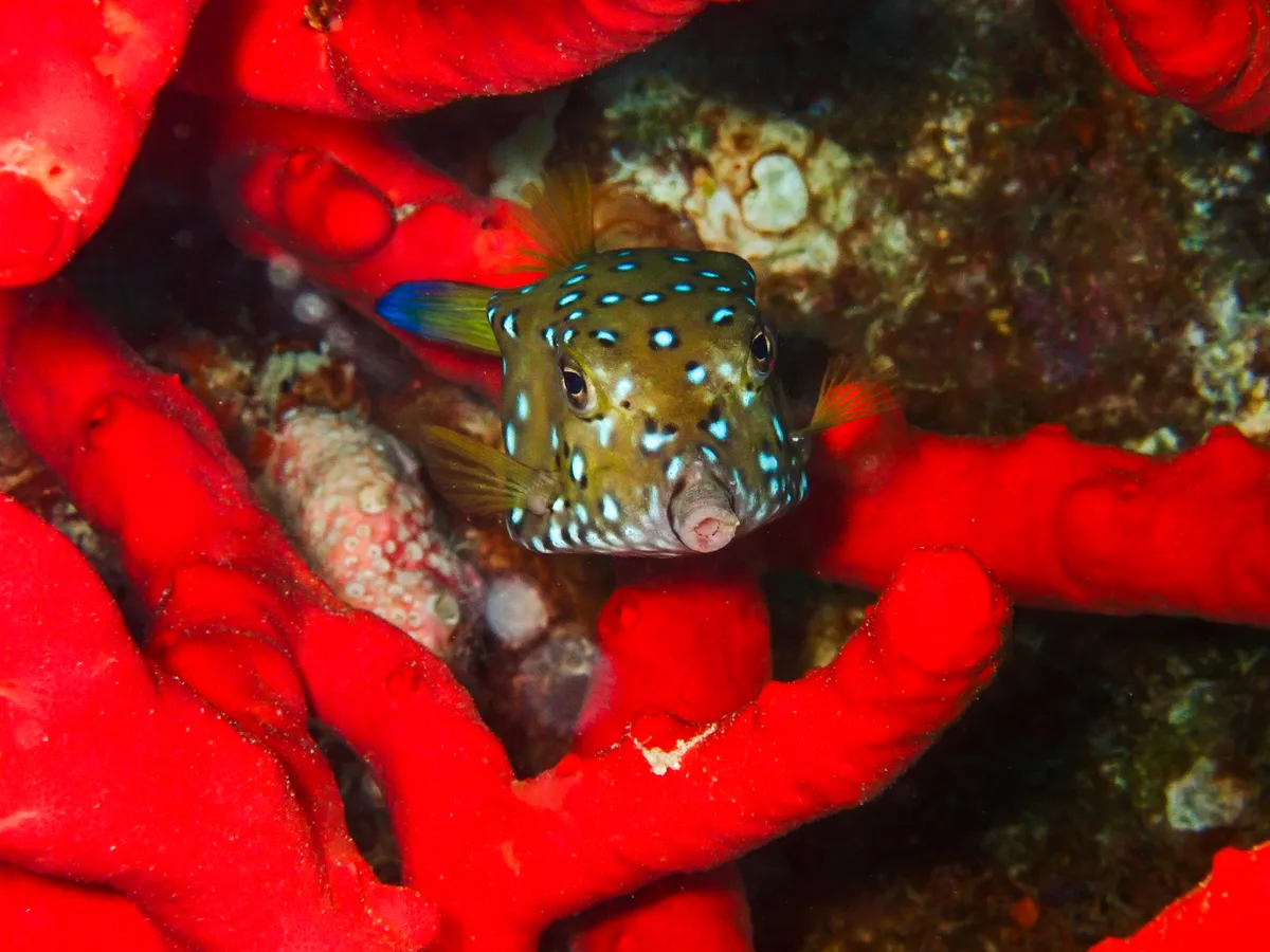 Yellow Boxfish