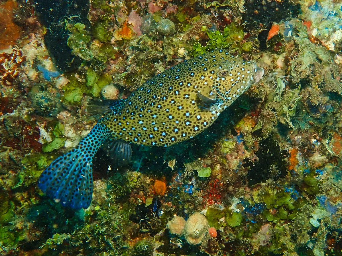 Yellow Boxfish
