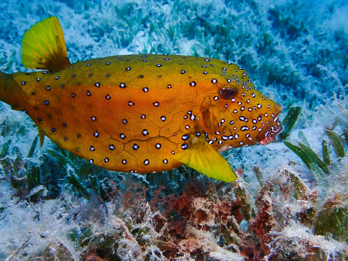 Yellow Boxfish