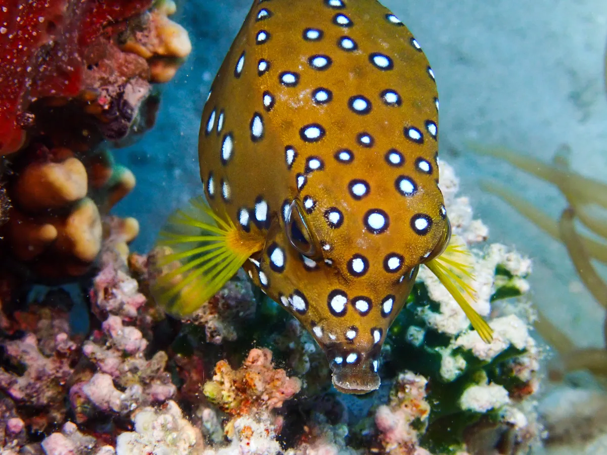 Yellow Boxfish