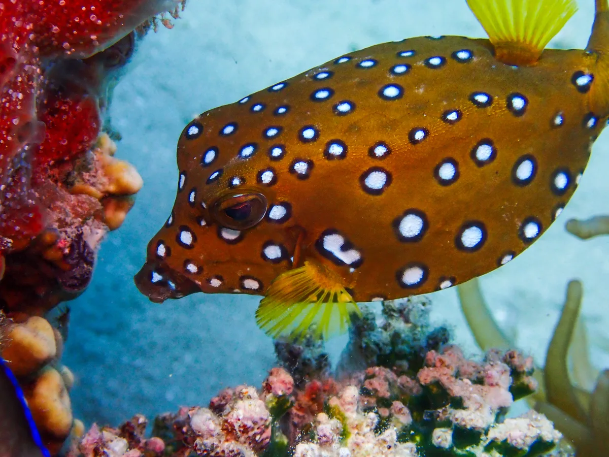 Yellow Boxfish