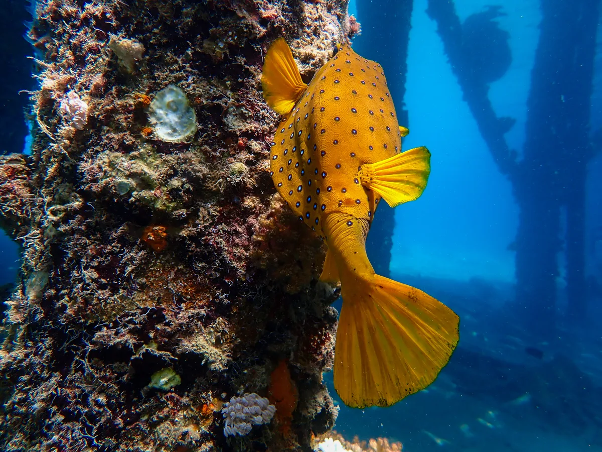 Yellow Boxfish