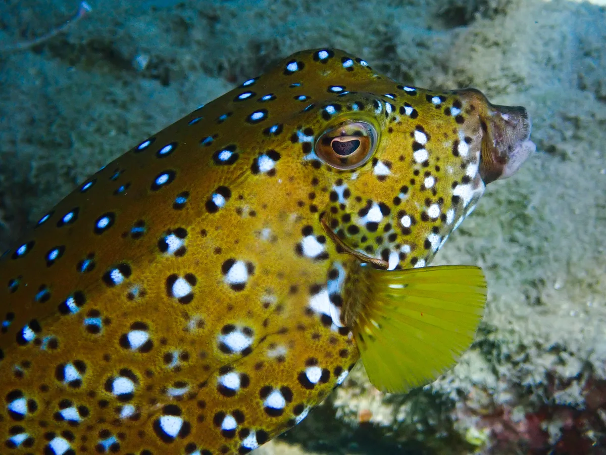 Yellow Boxfish