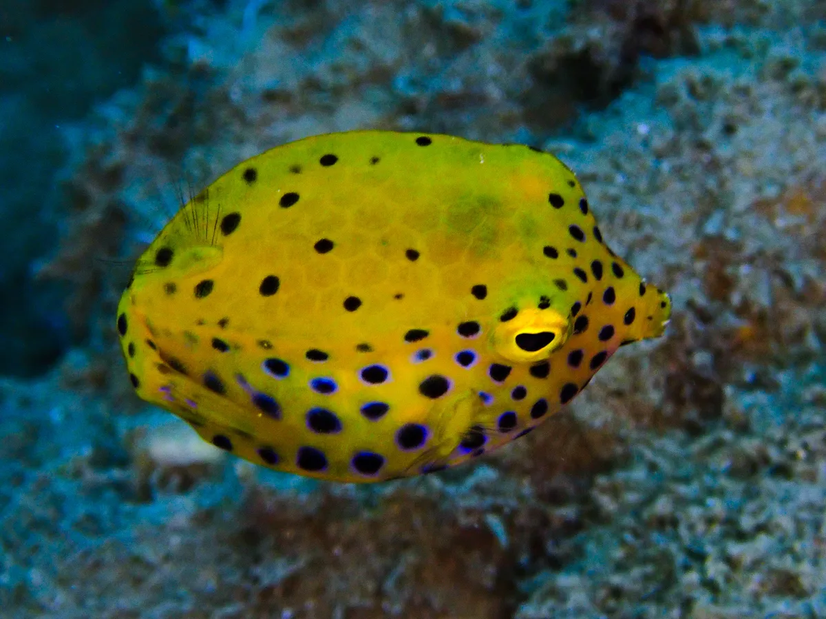 Yellow Boxfish