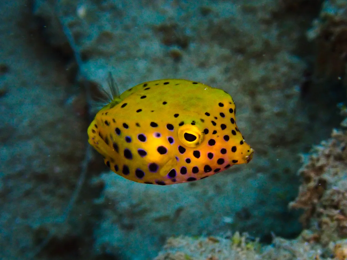 Yellow Boxfish