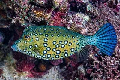 Yellow boxfish, female - Ostracion cubicum