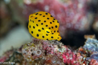 yellow boxfish.jpg