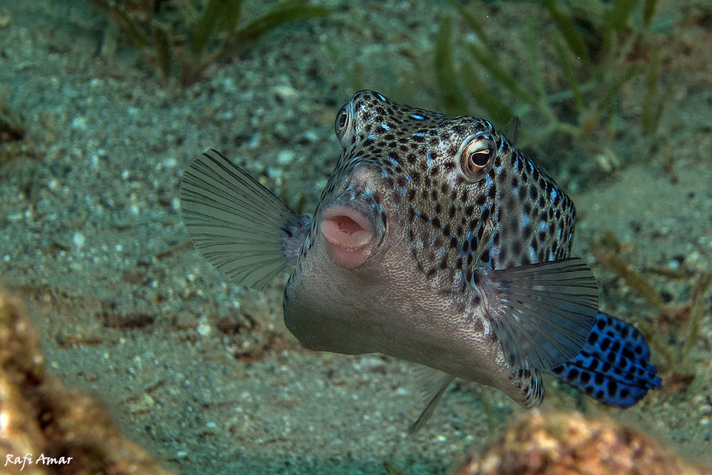 Ostracion cubicum - Yellow Boxfish