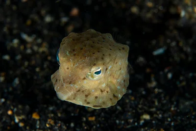 Ostracion cubicum - juvenile