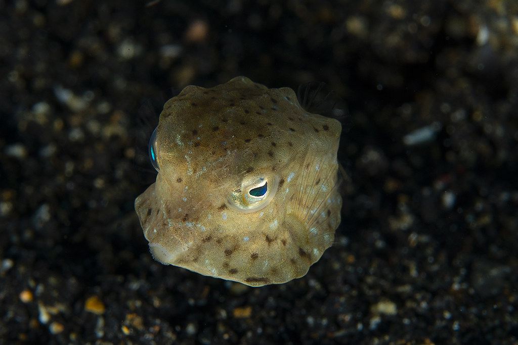 Ostracion cubicum - juvenile