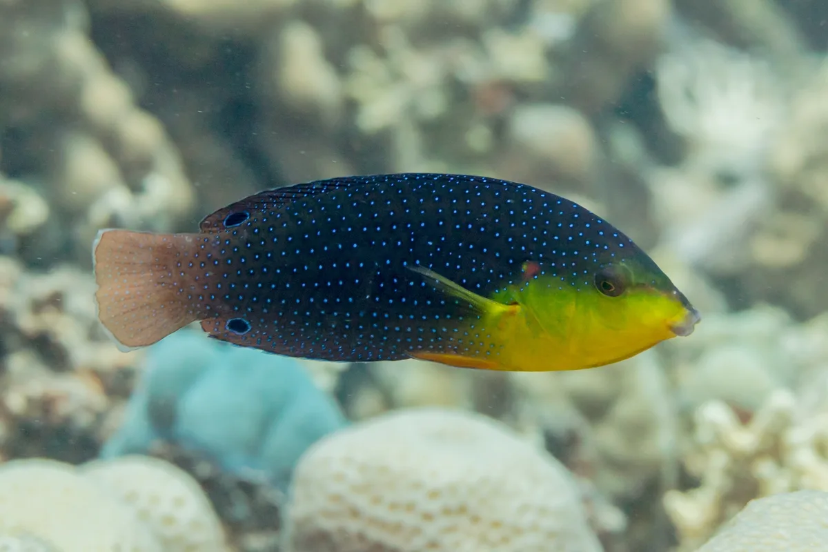 Yellow-breasted Wrasse