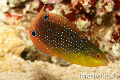 Yellow-breasted Wrasse - Juvenile