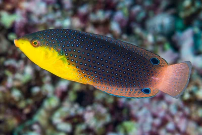Yellow-breasted wrasse, initial phase - Anampses twistii