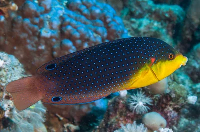 Yellow-breasted wrasse, initial phase - Anampses twistii