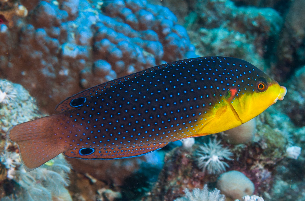 Yellow-breasted wrasse, initial phase - Anampses twistii