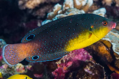 Yellow-breasted wrasse, individual transitioning to terminal phase - Anampses twistii