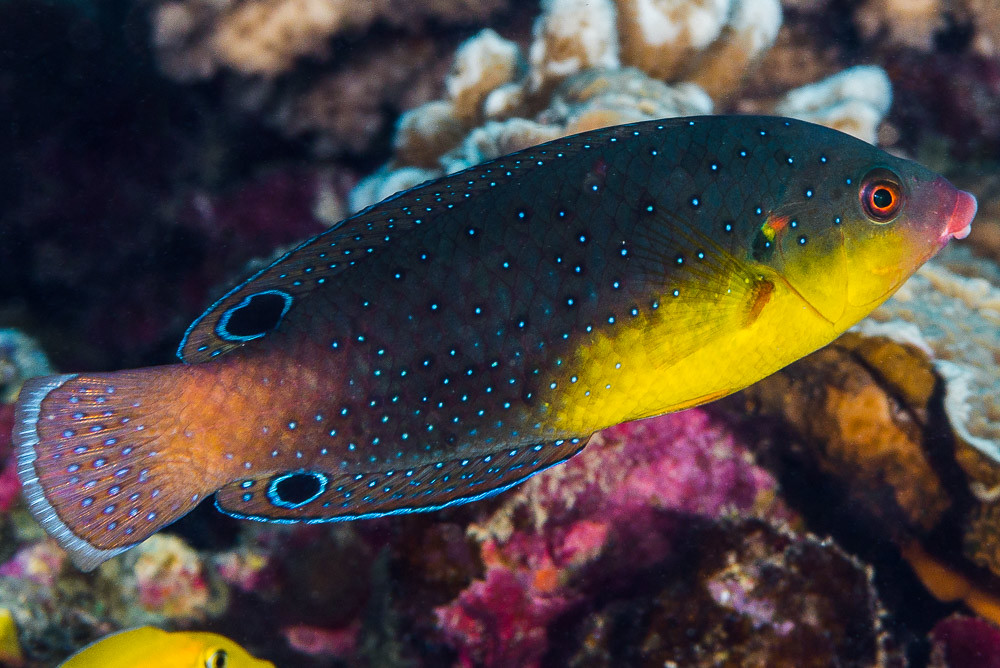Yellow-breasted wrasse, individual transitioning to terminal phase - Anampses twistii
