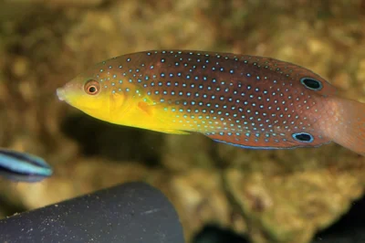 Anampses twistii 04 (Gdynia ReefShop)