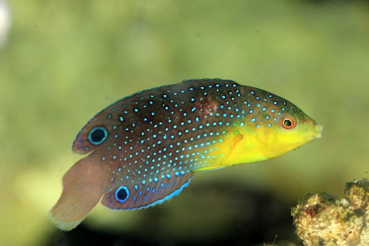 Anampses twistii 01 (Gdynia ReefShop)