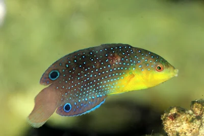 Anampses twistii 01 (Gdynia ReefShop)
