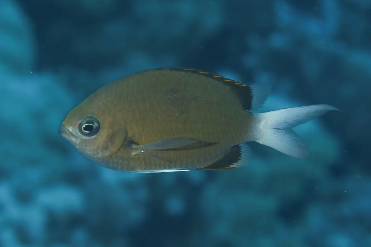 Pemba Chromis
