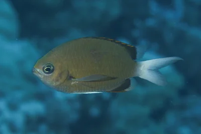 Pemba Chromis
