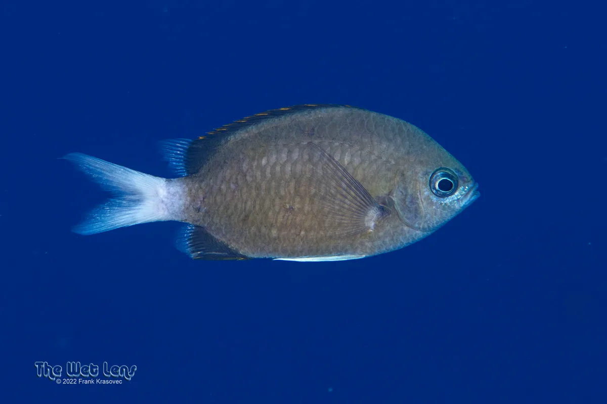 Chromis pembae - Ras Mohammed National Park, Sharm el-Sheikh, Janub Sina', Egypt