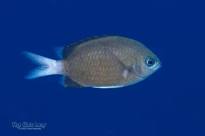 Chromis pembae - Ras Mohammed National Park, Sharm el-Sheikh, Janub Sina', Egypt