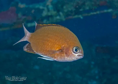 Chromis pembae