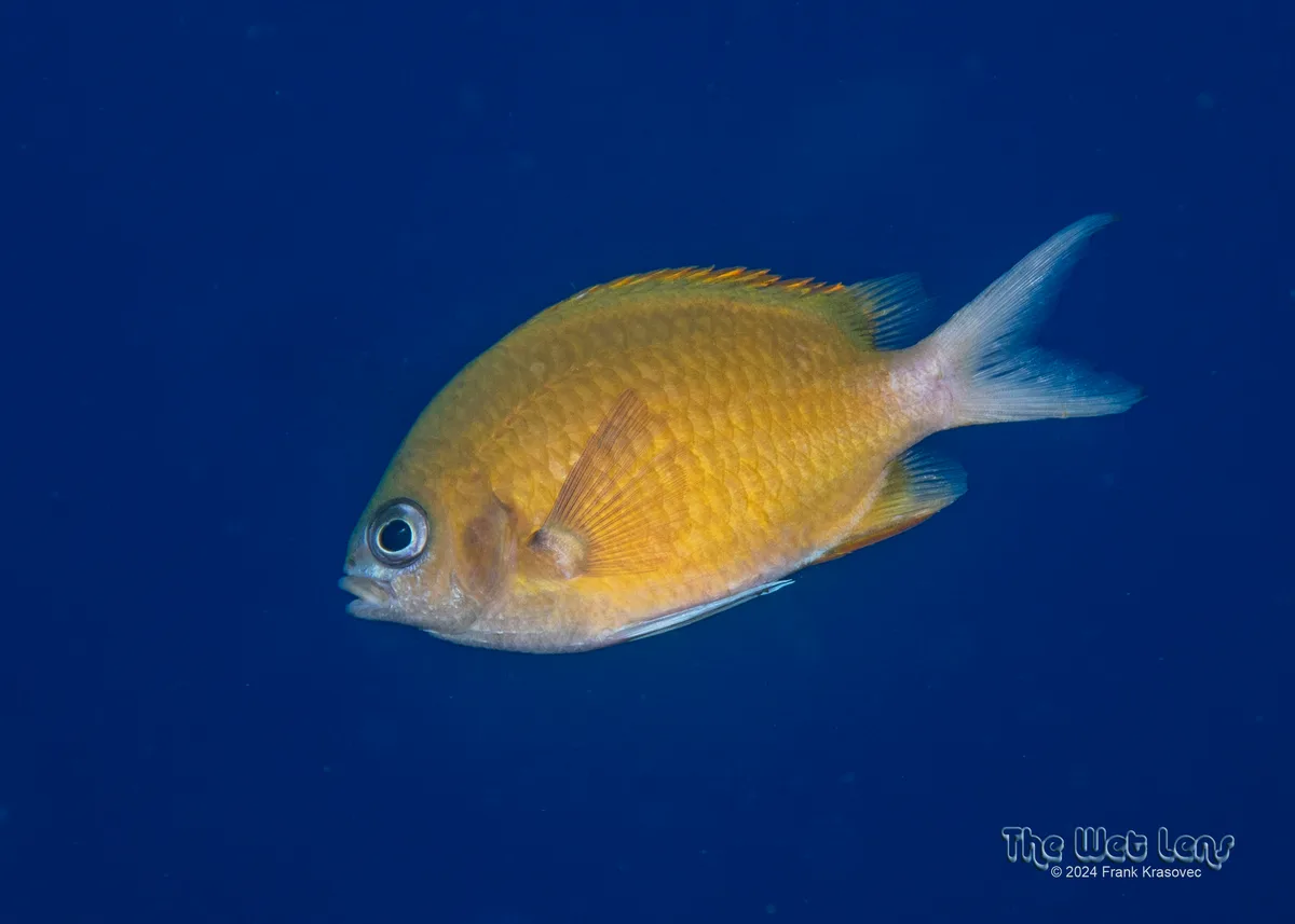 Chromis pembae - Maldives