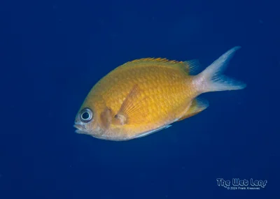 Chromis pembae - Maldives