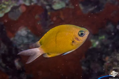 Chromis pembae - Big T Wall 32 meters on wall
