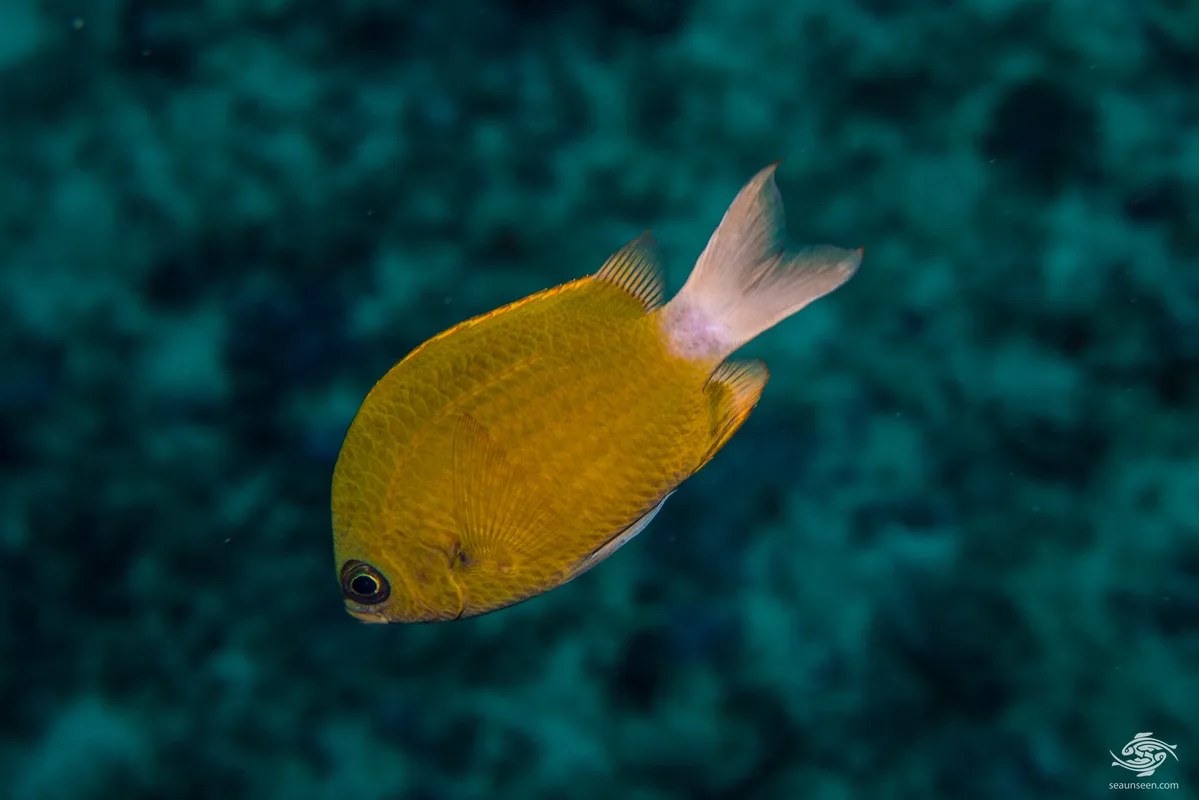 Chromis pembae - Big T Wall 32 meters on wall