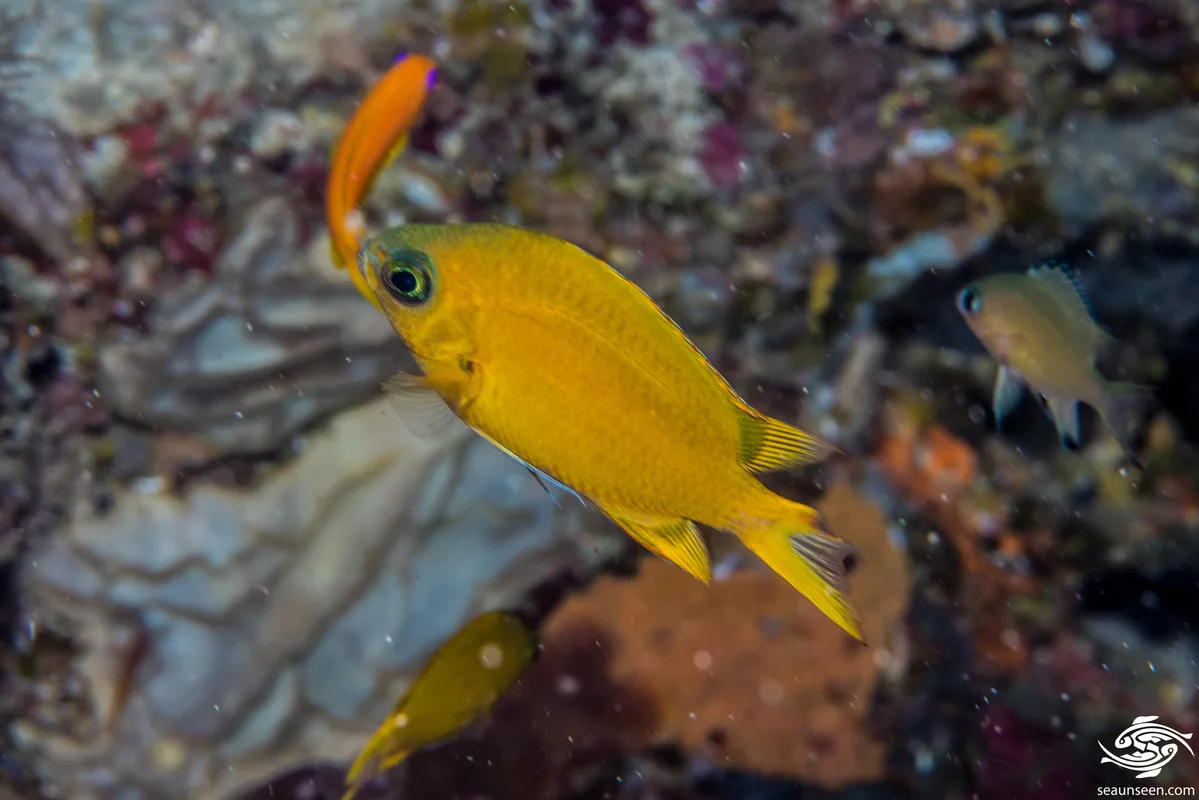 Chromis pembae - Big T Wall 32 meters on wall