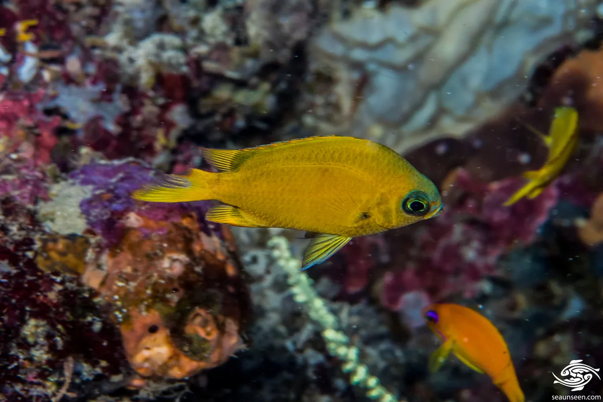 Chromis pembae - Big T Wall 32 meters on wall