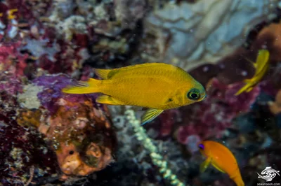 Chromis pembae - Big T Wall 32 meters on wall