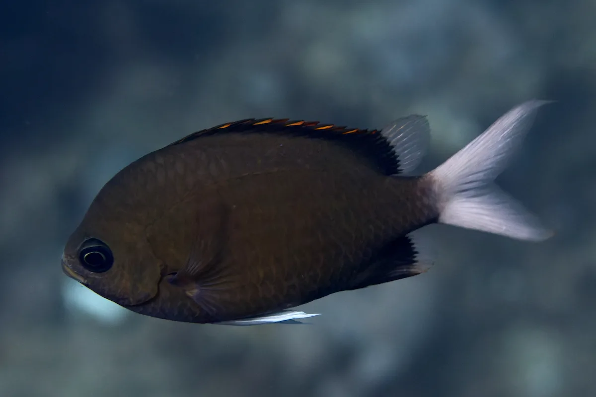 Chromis pembae - Al-Qusayr, Al Bahr al Ahmar, Egypt