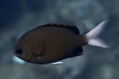 Chromis pembae - Al-Qusayr, Al Bahr al Ahmar, Egypt