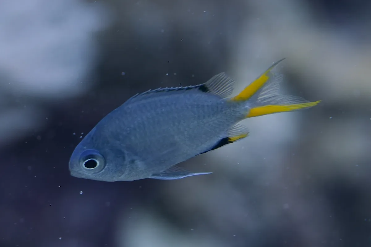 Chromis pembae - Al-Qusayr, Al Bahr al Ahmar, Egypt