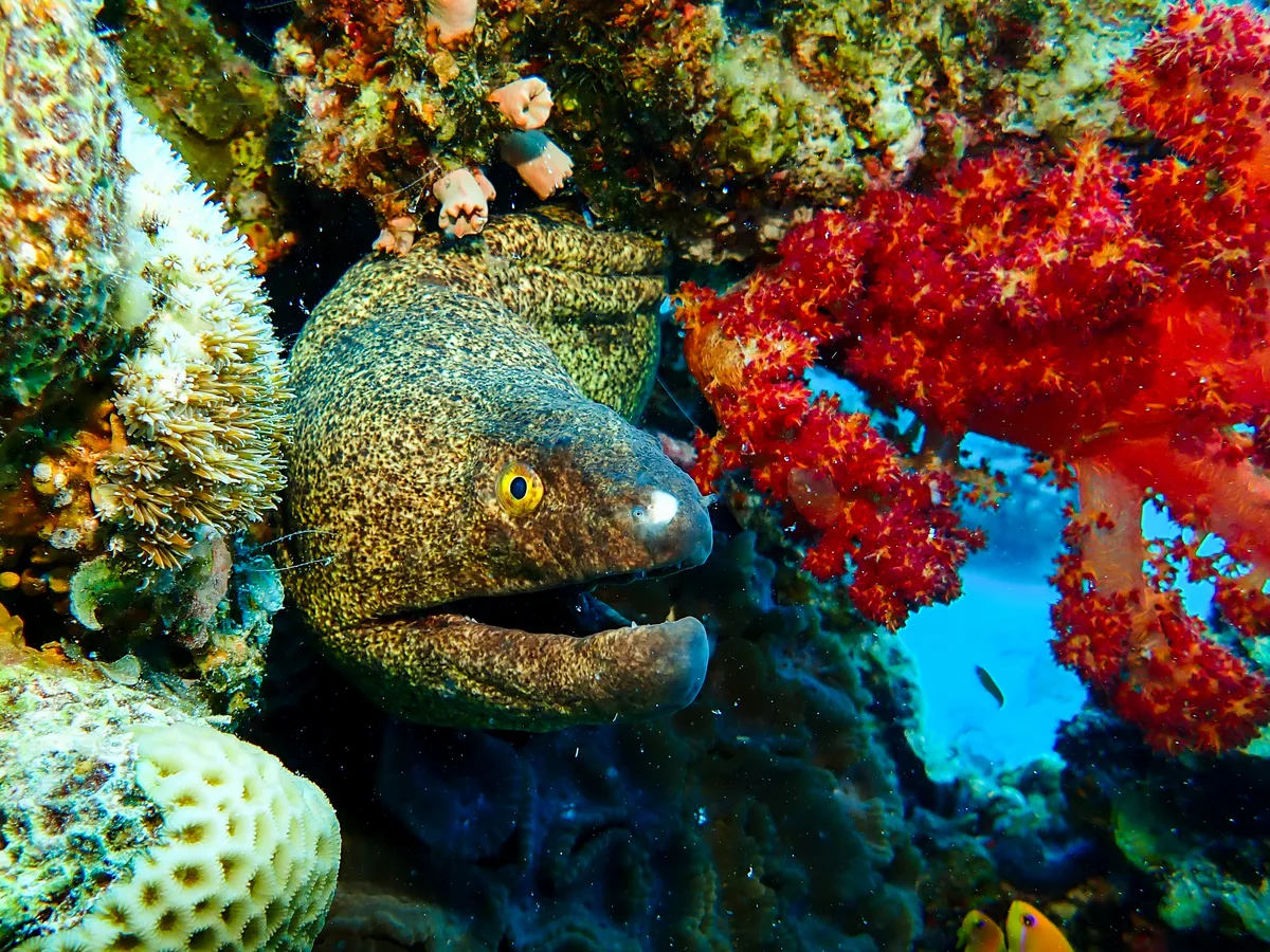 Yellow-edged Moray