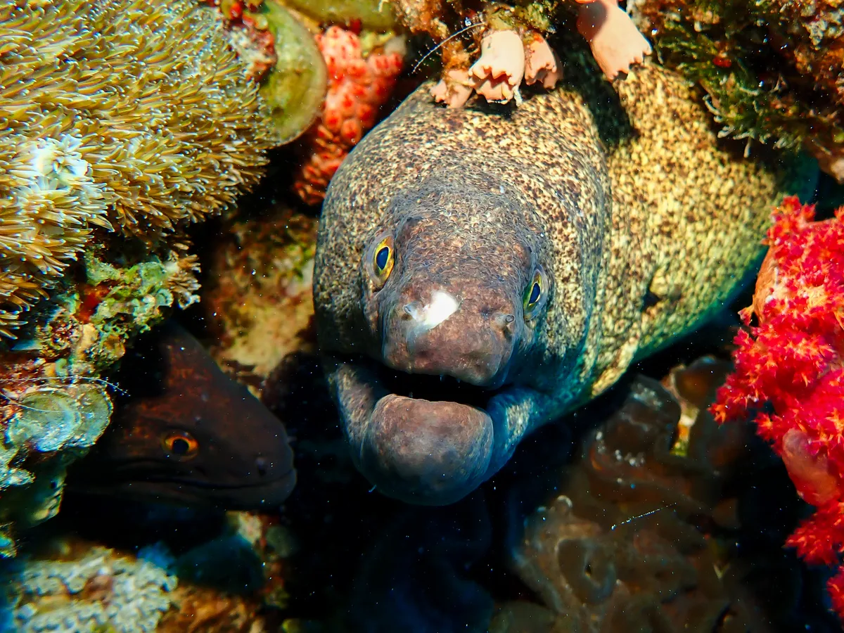 Yellow-edged Moray