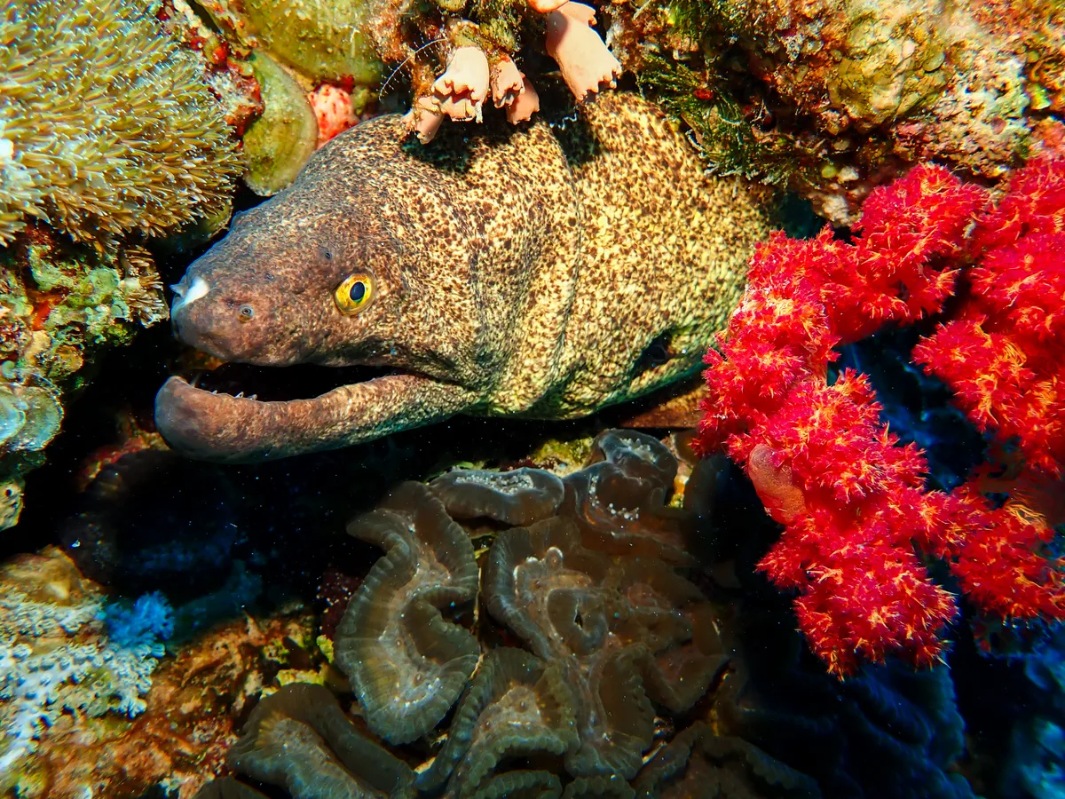 Yellow-edged Moray